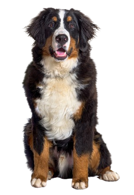 Bernese Mountain Dog waiting calmly for his veterinarian at Brunswick Forest Veterinary Hospital.