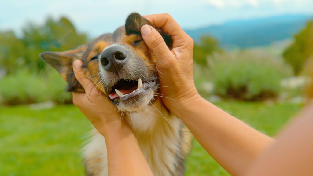 CLOSE UP, DOF: Joyful dog is being gently cuddled by its owner in the green garden. Doggo with its tongue out looks incredibly happy and relaxed. Affectionate moment with a cute pet and his human.